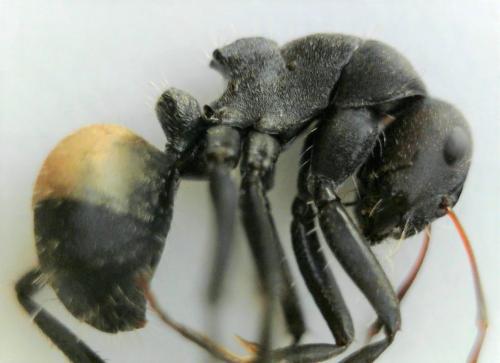 Camponotus sericeus